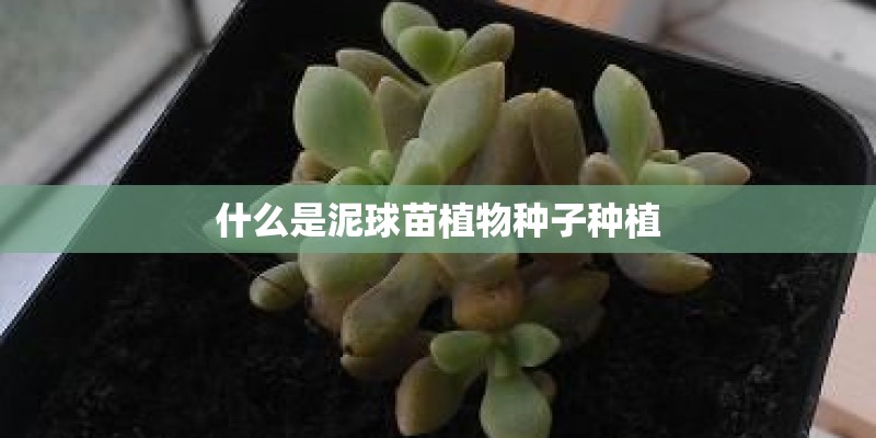 什么是泥球苗植物种子种植