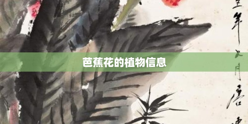 芭蕉花的植物信息