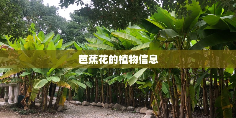 芭蕉花的植物信息