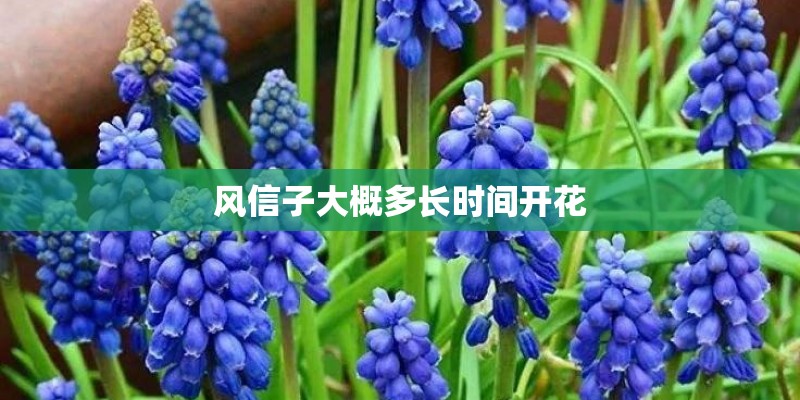 风信子大概多长时间开花