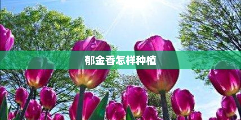 郁金香怎样种植