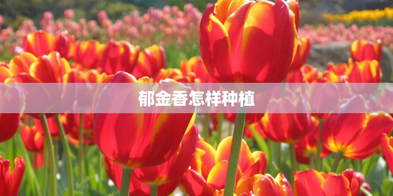 郁金香怎样种植