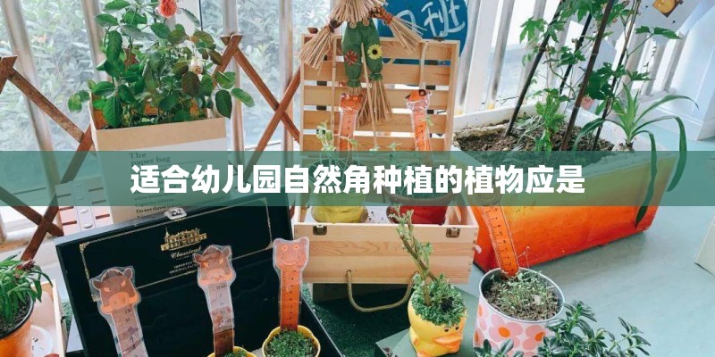 适合幼儿园自然角种植的植物应是