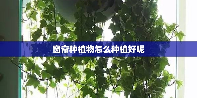 窗帘种植物怎么种植好呢