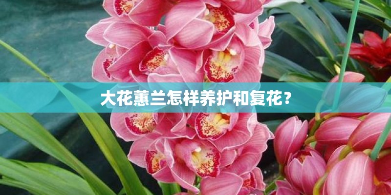 大花蕙兰怎样养护和复花？