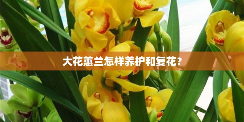 大花蕙兰怎样养护和复花？