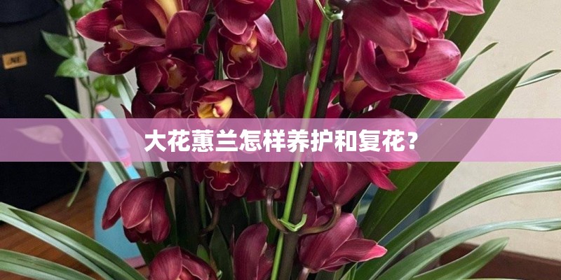 大花蕙兰怎样养护和复花？
