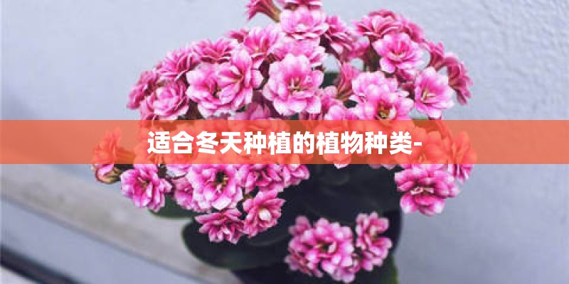 适合冬天种植的植物种类-