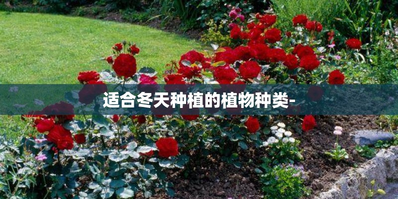 适合冬天种植的植物种类-