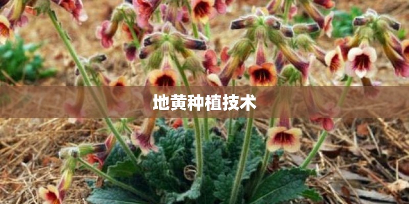 地黄种植技术