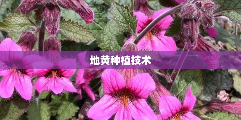 地黄种植技术