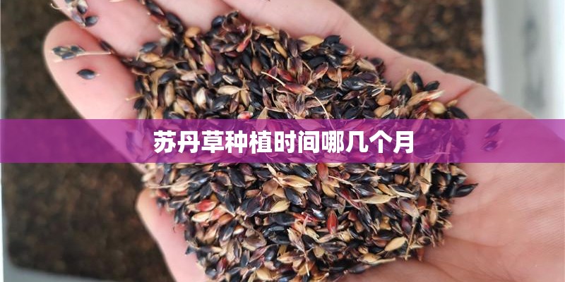 苏丹草种植时间哪几个月