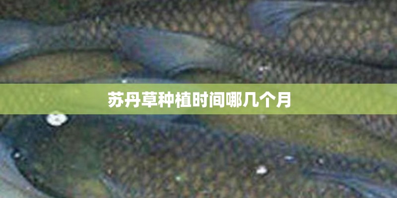 苏丹草种植时间哪几个月