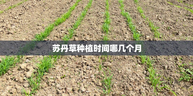 苏丹草种植时间哪几个月