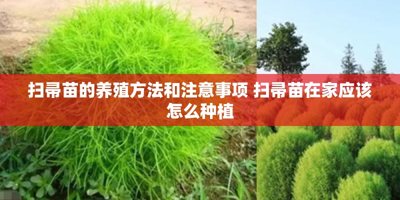 扫帚苗的养殖方法和注意事项 扫帚苗在家应该怎么种植