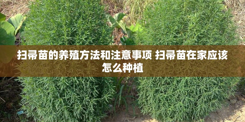 扫帚苗的养殖方法和注意事项 扫帚苗在家应该怎么种植