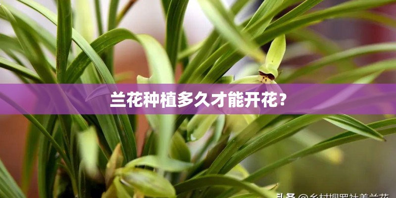 兰花种植多久才能开花？