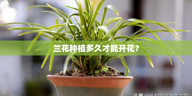 兰花种植多久才能开花？