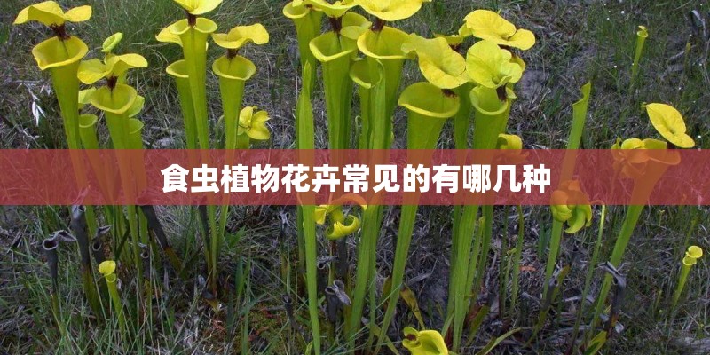 食虫植物花卉常见的有哪几种