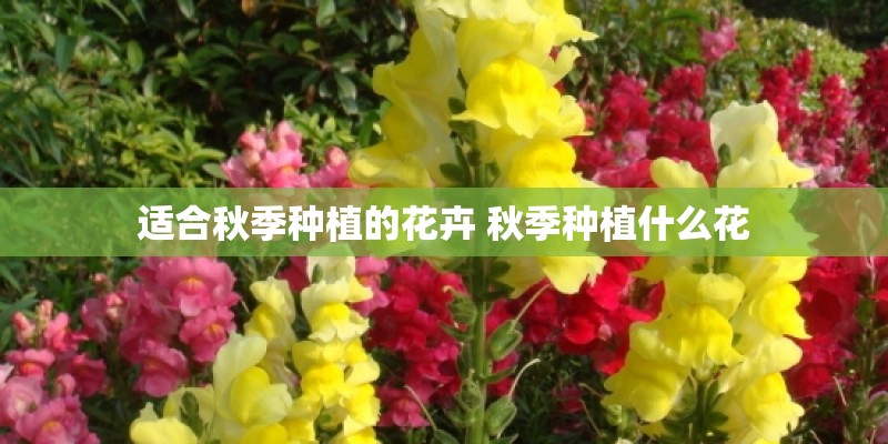 适合秋季种植的花卉 秋季种植什么花