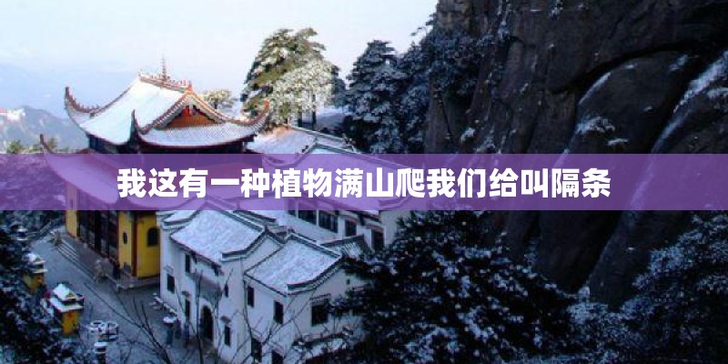我这有一种植物满山爬我们给叫隔条