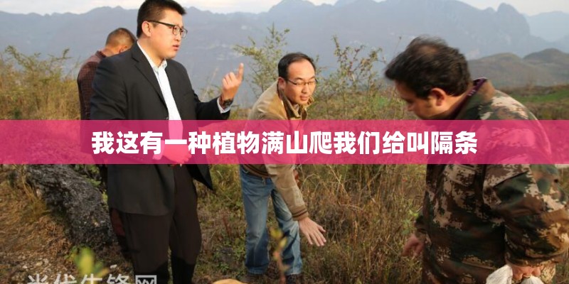 我这有一种植物满山爬我们给叫隔条