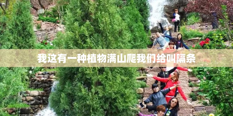 我这有一种植物满山爬我们给叫隔条