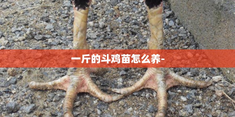 一斤的斗鸡苗怎么养-