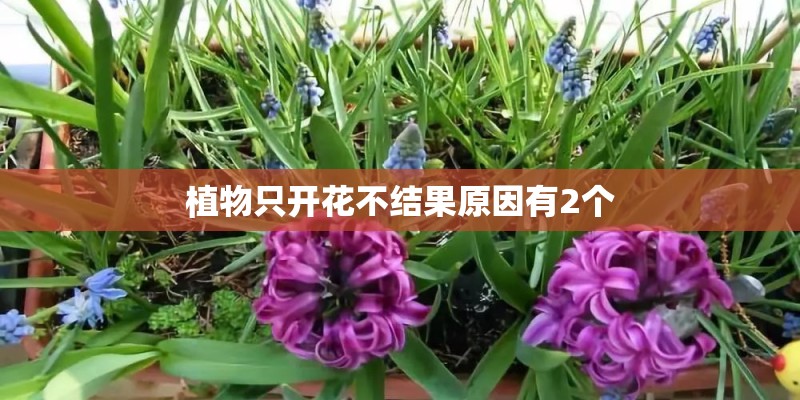 植物只开花不结果原因有2个