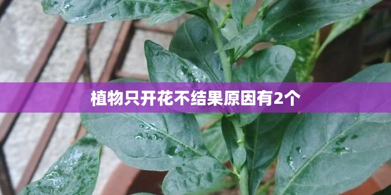 植物只开花不结果原因有2个