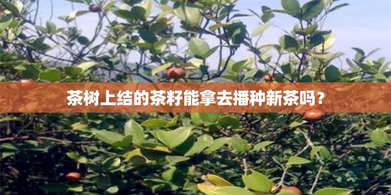 梦见自己房里种了几盆植物的预兆