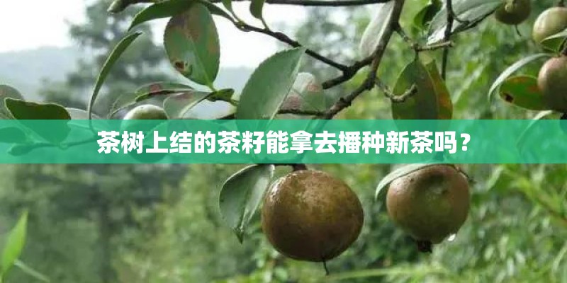 茶树上结的茶籽能拿去播种新茶吗？