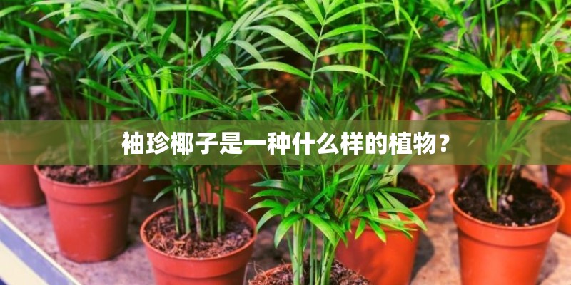 袖珍椰子是一种什么样的植物？