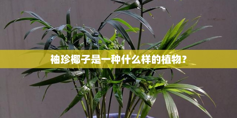 袖珍椰子是一种什么样的植物？