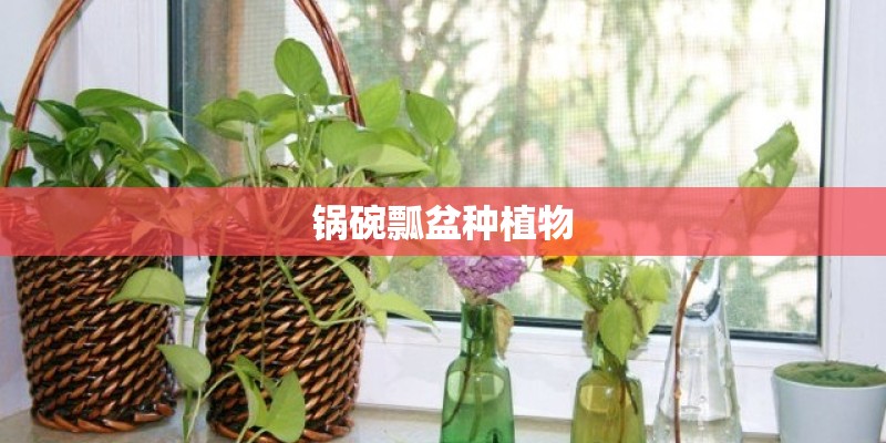 锅碗瓢盆种植物
