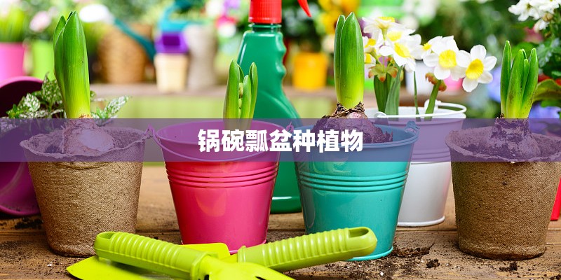 锅碗瓢盆种植物
