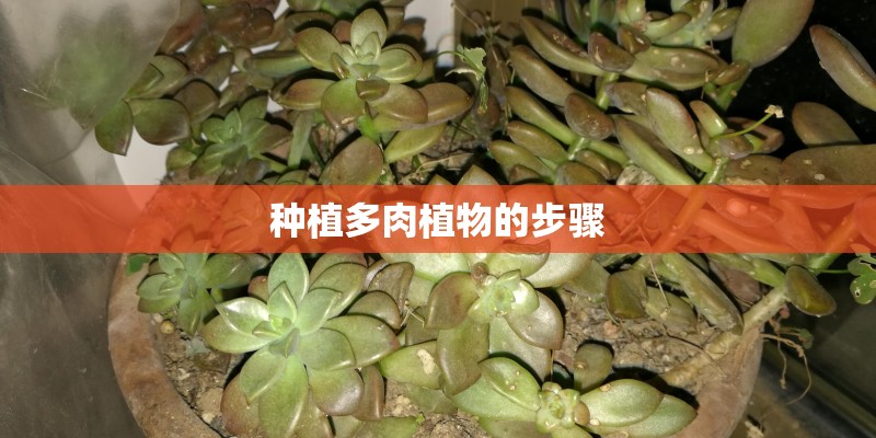 种植多肉植物的步骤