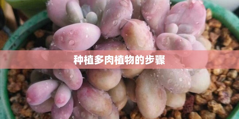 种植多肉植物的步骤