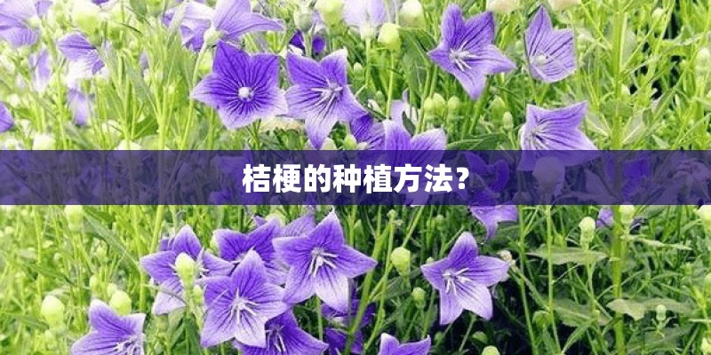 桔梗的种植方法？