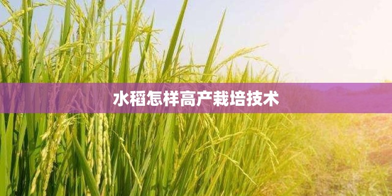 水稻怎样高产栽培技术