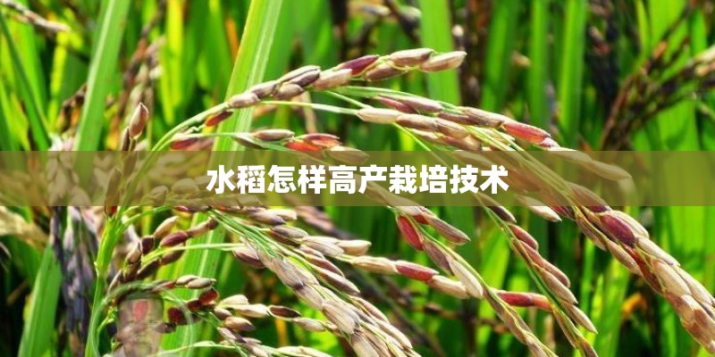 水稻怎样高产栽培技术