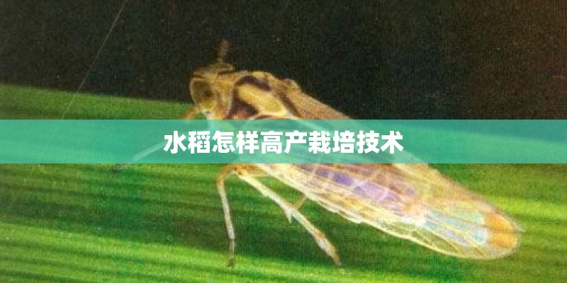 水稻怎样高产栽培技术