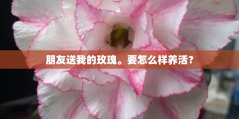 朋友送我的玫瑰。要怎么样养活？