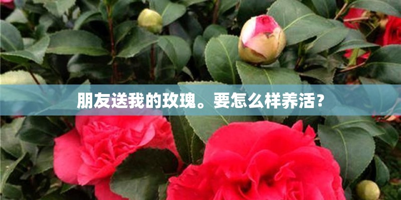 朋友送我的玫瑰。要怎么样养活？