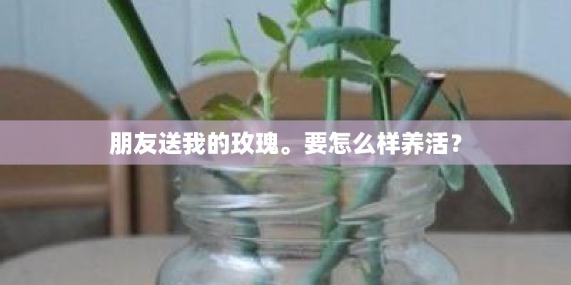 朋友送我的玫瑰。要怎么样养活？