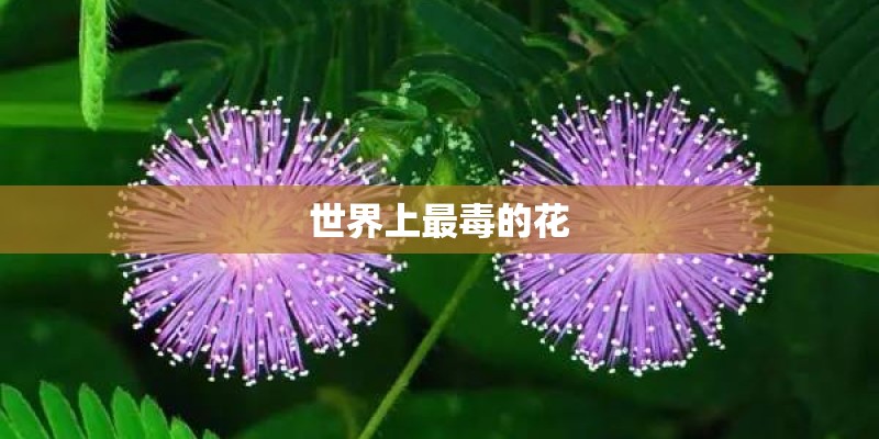 世界上最毒的花