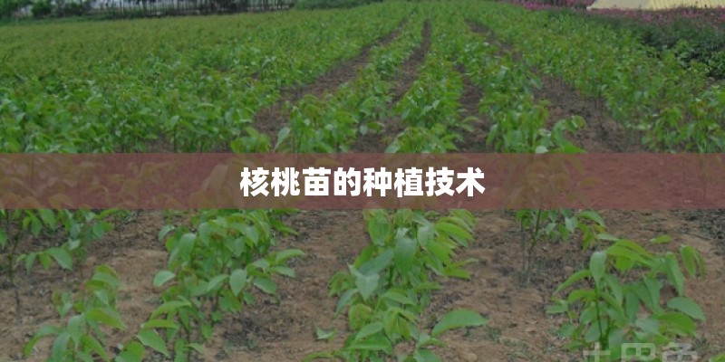 核桃苗的种植技术