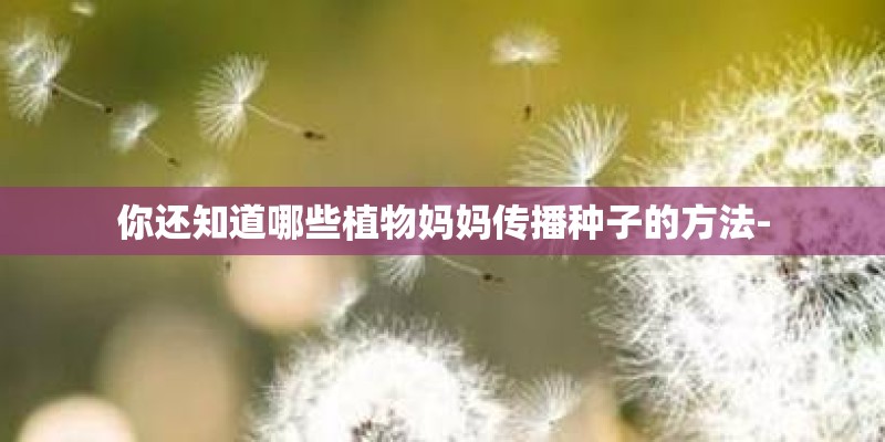 你还知道哪些植物妈妈传播种子的方法-
