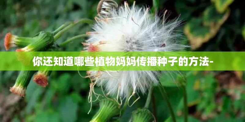 你还知道哪些植物妈妈传播种子的方法-