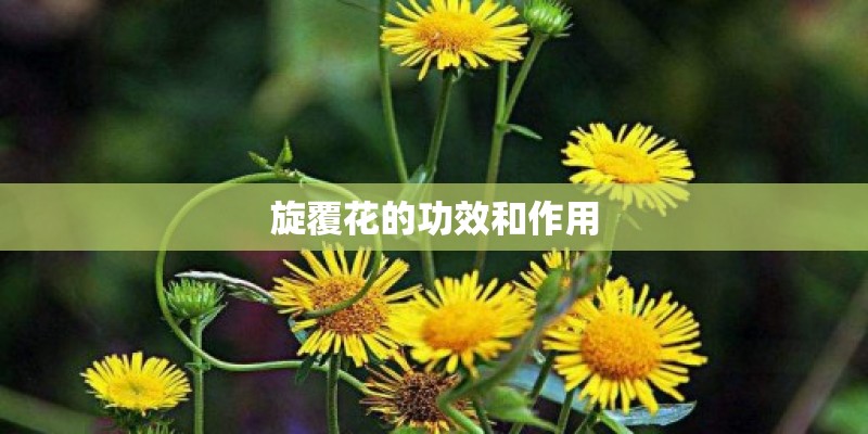 旋覆花的功效和作用